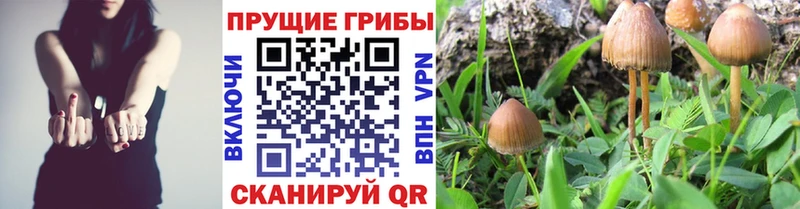 Купить  Красноярск  Псилоцибиновые грибы Psilocybine cubensis 